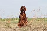 SETTER IRLANDAIS 007